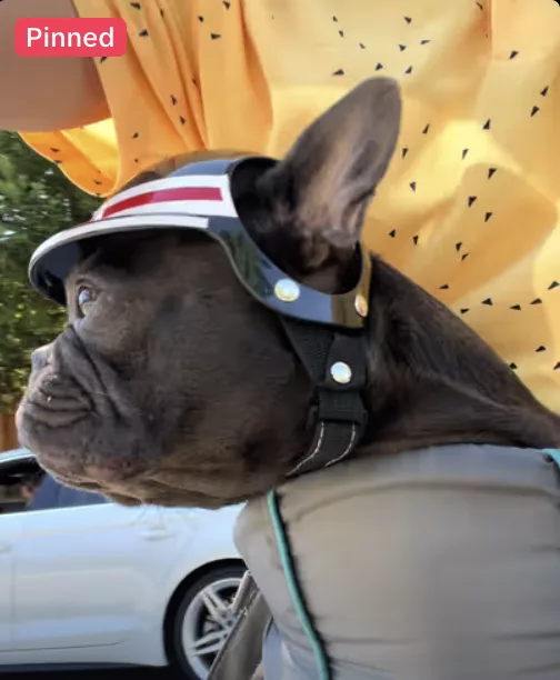 Frenchie rips thru the streets on EV bike!